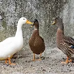In Lägenhet